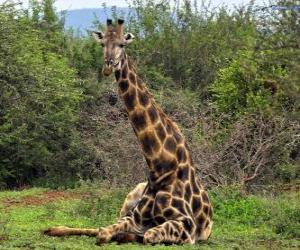 yapboz Dinlenme Zürafa